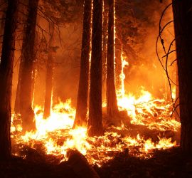 wildfire-forest-bc-canada-july-2017-iuoe115-support-campaign